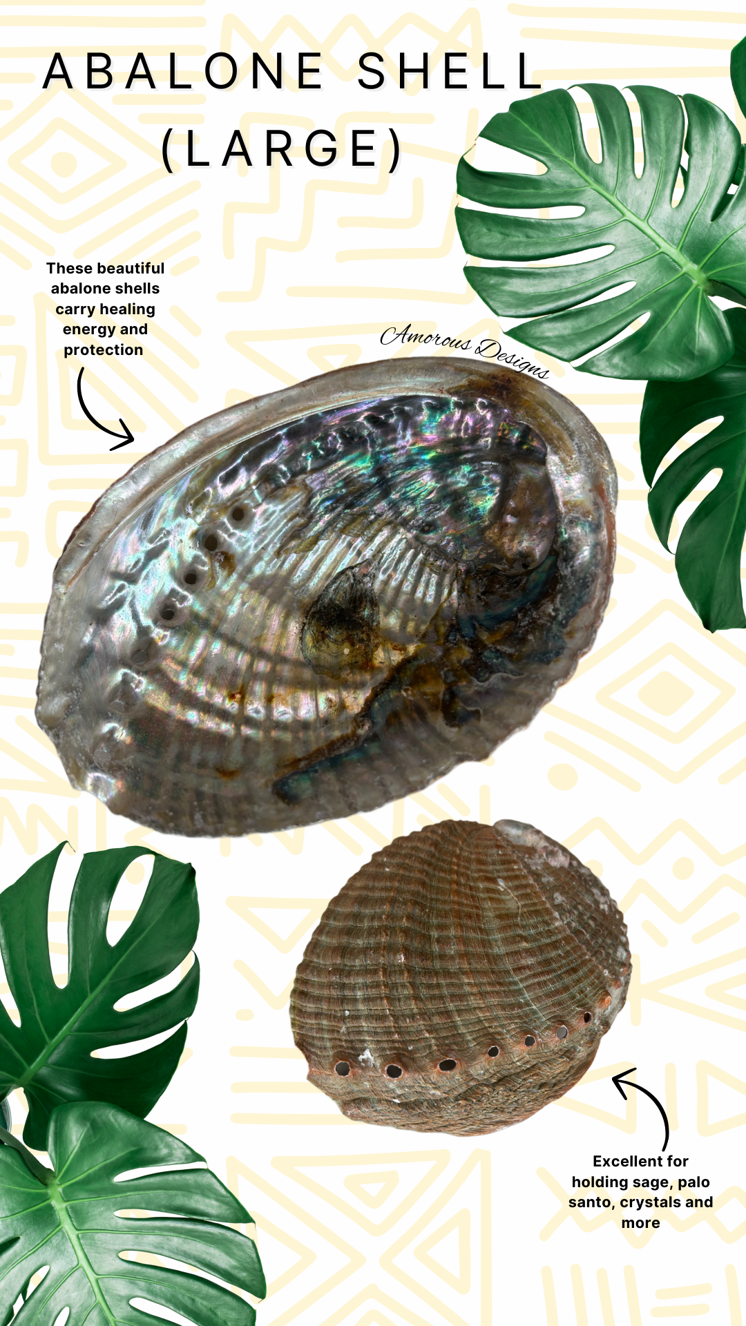 Abalone Shells
