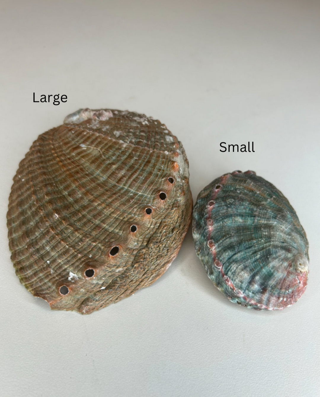 Abalone Shells